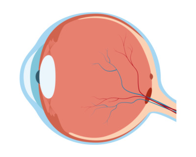 Budowa oka – co sprawia, że widzimy?